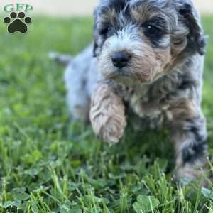 Moana, Mini Bernedoodle Puppy